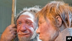 FILE - Reconstructions of Neanderthals are seen at a museum in Mettmann, Germany. New research suggests that humans from Africa may have brought diseases with them that helped drive Neanderthals to extinction.