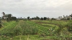 Agricultura em Angola vista como um risco também por falta de seguro