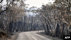 Burnt trees are seen after a bushfire in Mount Weison in Blue Mountains, some 120 kilometers northwest of Sydney.