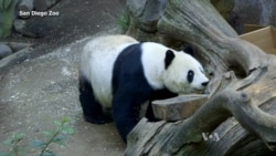 San Diego Zoo Giant Panda Turns 24