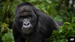 FILE - In this Sept. 2, 2019, file photo, a silverback mountain gorilla named Segasira walks in the Volcanoes National Park, Rwanda. These large vegetarian apes are generally peaceful, but as the number of family groups in a region increases, so does the 