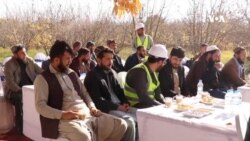 نسل گیری گاوها؛ یک مرکز القاح مصنوعی در ولایت بلخ تهداب گذاری شد