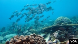 Biodiversity will decrease in the world’s oceans as climate changes allows species move into new regions. (Credit: Nick Graham)