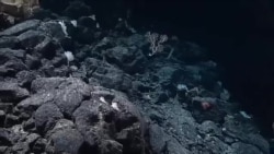 Watch as NOAA scientists discover the largest sponge ever found