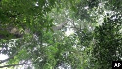 Misitu iliyoko katika eneo karibu na Entebbe, Uganda.