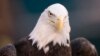 This Jan. 5, 2020, file photo shows a bald eagle in Philadelphia, Pennsylvania. (AP Photo/Chris Szagola)