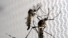 ARCHIVO - Imagen del mosquito aedes egypti, transmisor del dengue, en un laboratorio en Campinas, Brasil. Febrero 2, 2016. 