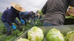 မူးယစ်ဆေးဝါး တားဆီးရေး သမ္မတ Trump က သွင်းကုန်ခွန်နဲ့ ဖိအားပေး ဆောင်ရွက်