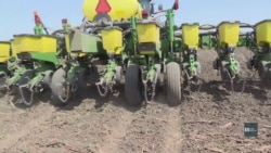 Торговельна війна у часи глобалізації: як від тарифів на Китай постраждають американські фермери. Відео