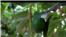 Avokado