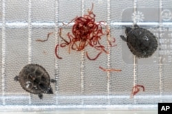 Musk turtles are fed blood worms while in quarantine at Roger Williams Park Zoo after 16 of the quarter-sized turtle hatchlings were confiscated in a wildlife bust on November 1, 2022, in Providence, Rhode Island. (AP Photo/David Goldman)