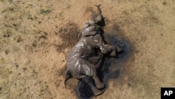 Esta foto proporcionada por el Fondo Internacional para el Bienestar Animal muestra un elefante muerto a pocos metros de una poza de agua en el Parque Nacional Hwange, el 5 de diciembre de 2023. 