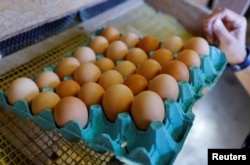 A farmer collects eggs at an organic chicken farm in Corcoue-sur-Logne, France on April 13, 2022. (REUTERS/Stephane Mahe)