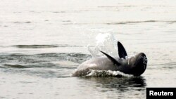 FILE - An Irrawaddy dolphin, also known as the Mekong dolphin, swims in the river at Kampi village in Kratie province, 230 km (143 miles) northeast of Cambodia, March 25, 2007.