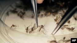 Mutaxassislarning aytishicha, zika Amerika uchun katta tahdid emas. Mamlakatda sovitgichlar keng qo’llanadi, buning foydasi serob. Lekin Texas shtatidagi shaharlar baribir xavotirda.