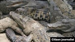 North Koreans react as they watch a movie shown on a huge screen in a public square in the country's capital, Pyongyang.