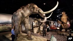 پەیکەرێکی دروستکراوەی مامۆس لە مۆزەخانەی فیڵد لە شیکاگۆ نمایشدەکرێت.