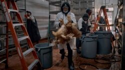 EE.UU: Estudio muestra que gripe aviar se ha propagado silenciosamente de animales a veterinarios