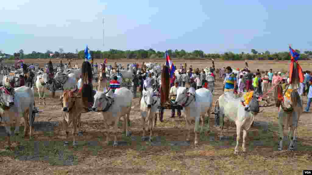 សមាសភាព​គោ​​​ និង​អ្នក​បរ​ចូលរួម​ក្នុង​ការ​ប្រណាំង​រទេះ​សាឡីគោ​នៅ​ឃុំ​រលាំងគ្រើល ស្រុក​សំរោងទោង ខេត្ត​កំពង់ស្ពឺ កាល​ពី​ថ្ងៃ​ទី​០៧ ខែមេសា ឆ្នាំ​២០១៩។ (ណឹម សុភ័ក្រ្តបញ្ញា/VOA)