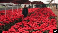 La productora Rosalva Cuaxospa camina entre sus flores de Nochebuena, o poinsettias, en un invernadero de San Luis Tlaxialtemalco, Ciudad de México, el jueves 14 de diciembre de 2023.