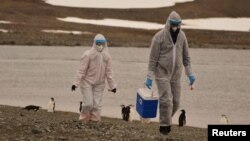 Investigadores con trajes protectores recolectan muestras de vida silvestre, donde se detectó el virus de la gripe aviar H5N1, en el Territorio Antártico Chileno, Antártida, en esta fotografía sin fecha obtenida por Reuters el 13 de marzo de 2024.