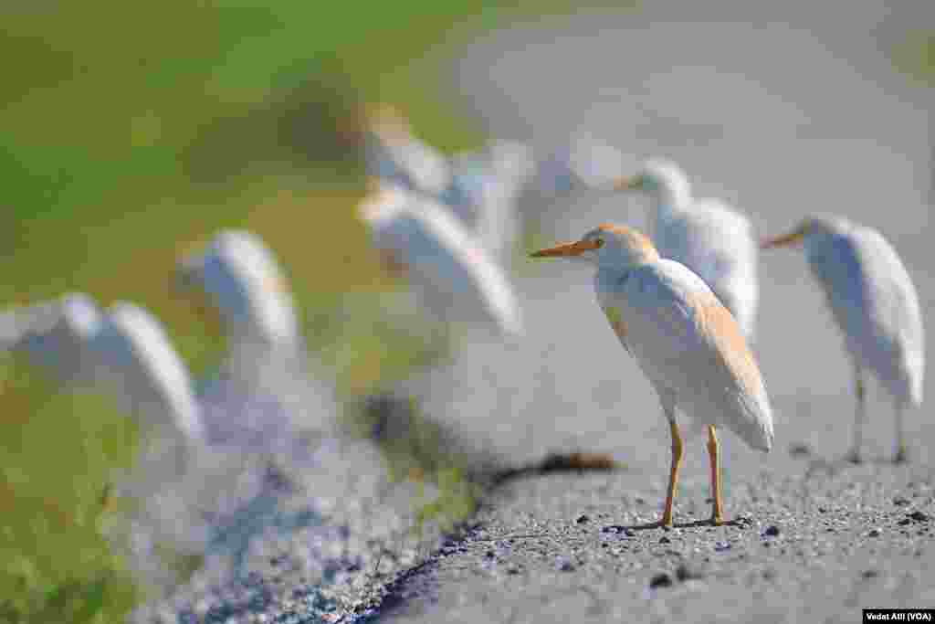 Teyr û Balindeyên Per Nexşîn li Herêma Wanê