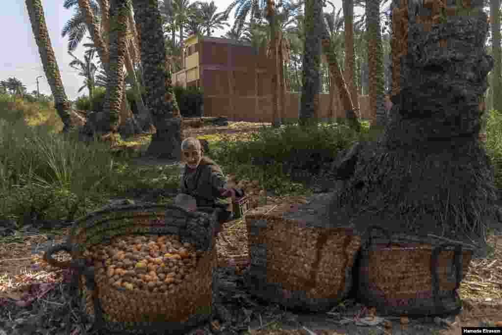 “The average production of each palm used to be 120 kilograms per year,” says Abu Alaa, 54, a date farmer in Cairo, September 4, 2021. "Now, I would call myself lucky if it produced 100 kilograms. … I have debts that I don't know how to cover." (VOA/Hamad