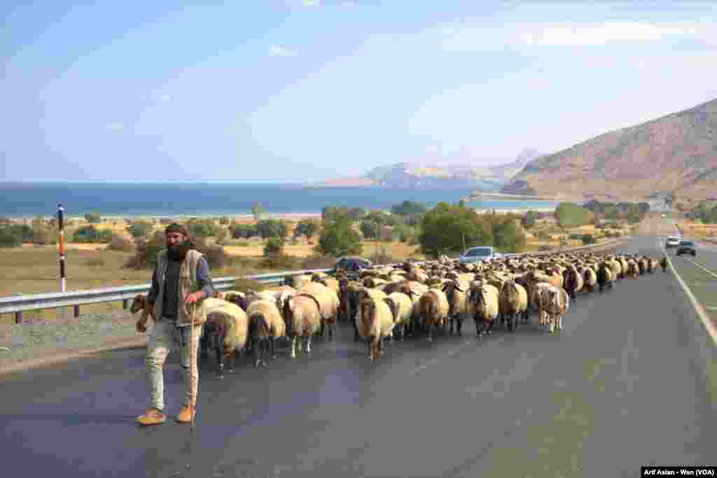 Koçer ji Zozanên Wanê Bar Dikin