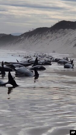 This photo provided by Huon Aquaculture, shows whales stranded at Macquarie Harbour in Strahan, Tasmania, Australia Wednesday, Sept. 21, 2022. About 230 whales have been stranded on Tasmania’s west coast, just days after 14 sperm whales were found beached on an island off the southeastern coast. (Andrew Breen/Huon Aquaculture via AP)