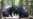 Laos Fights to Protect Endangered Asiatic Black Bears