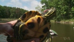 เต่าเเก้มเเดงจากสหรัฐฯ คุกคามสัตว์น้ำในต่างแดน