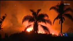 Каліфорнія потерпає від лісових пожеж. Відео