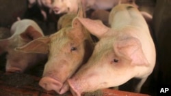 FILE - Pigs are kept in a pen in My Duc district, Hanoi, Vietnam, May 30, 2019. Chinese scientists on Sept. 7, 2023, announced they had succeeded in growing kidneys containing human cells in pig embryos.