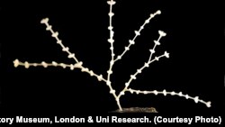 New coral genus and species Abyssoprimnoa gemina found in the CCZ zone of the Pacific Ocean, by the ABYSSLINE Project. 