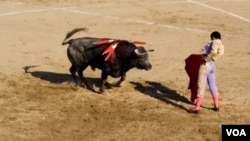 Los animalistas se mostraron satisfechos por haber hecho uso de la democracia para prohibir las corridas de toros con “argumentos éticos”.