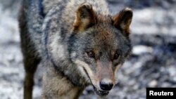Un loup ibérique (Canis lupus signatus) s'exerce au refuge animalier Basondo, à Kortezubi, en Espagne, le 8 février 2021.