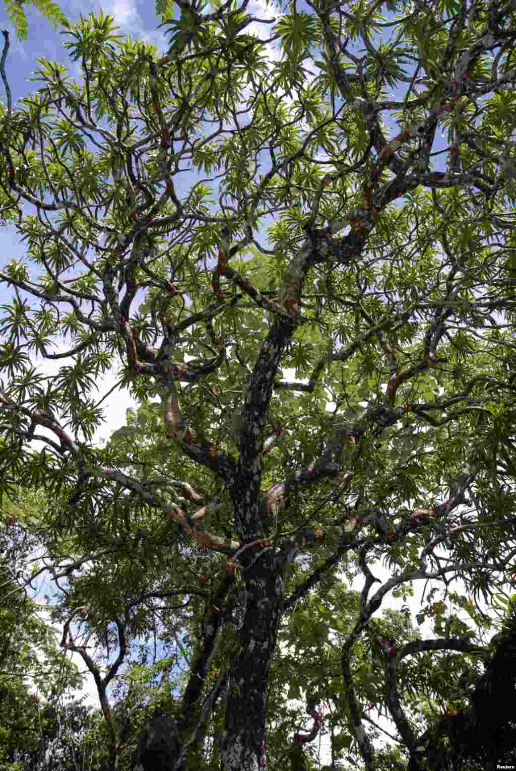 Beautiful, soft, sword-shaped leaves with white edges and cream-colored flowers with bright orange filaments are the hallmarks of the dragon tree, which can grow to 12 meters in height. It is found in the limestone mountains of Thailand and may also be found in nearby Burma. (Paul Wilkin)