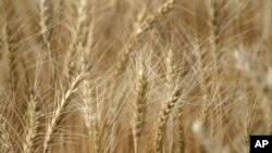 The Wall Street Journal свідчить, що росіяни або змушують фермерів продавати свій урожай за цінами, нижчими від ринкових, або крадуть його, іноді під дулом зброї. Фото: AP/Ted S. Warren