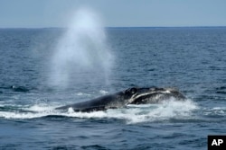FILE - A North Atlantic right whale surfaces on Cape Cod Bay, in Massachusetts, on March 27, 2023.(AP Photo/Robert F. Bukaty, File, NOAA permit # 21371)