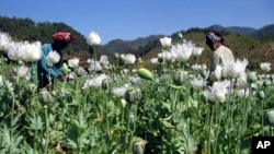 FILE - Villagers harvest opium in a field in Burma's Shan state.