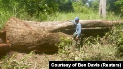 រូប​ឯកសារ៖ អ្នក​ល្បាត​ព្រៃ​មួយ​រូប​ឈរ​ក្បែរ​ឈើ​ប្រណីត​​ដែល​ត្រូវ​បាន​កាប់​ដោយ​ខុស​ច្បាប់​នៅ​តំបន់​ដែន​ជម្រក​សត្វ​ព្រៃ​ភ្នំត្នោត នៅ​ខេត្ត​ព្រះវិហារ​កាល​ពី​ថ្ងៃ​ទី​៥ ខែ​មេសា ឆ្នាំ​២០១៨។ (រូប​ផ្តល់​ឲ្យ​ដោយ Ben Davis)