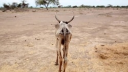 “ከብቶቻችን በድርቁ መሞት ጀምረዋል” የቦረና ነዋሪዎች