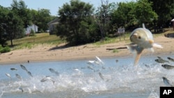 FILE - In this June 13, 2012 file photo, Asian carp, jolted by an electric current from a research boat, jump from the Illinois River near Havana, Ill. Some are working to change the name of "Asian" carp fish in the U.S. (AP Photo/John Flesher, File)