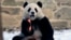 Aunque llegaron en octubre de 2024 a Washington provenientes de China, no fue hasta el 24 de enero fueron presentados al público los pandas gigantes&nbsp;Qing Bao y Bao Li.&nbsp;
