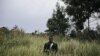 Un milicien du groupe armé URDPC/CODECO dans la province d'Ituri, le 18 septembre 2020. (Photo by ALEXIS HUGUET / AFP)