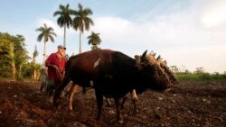 Iqlim va qishloq xo'jaligi - Shohruh Hamro