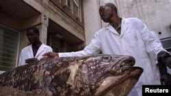 Scientists believe they got the average age of the ancient coelacanth fish wrong by a factor of five.