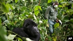 FILE - A park ranger wearing a mask walks past a mountain gorilla in the Virunga National Park in eastern Congo, Dec. 11 2012. 