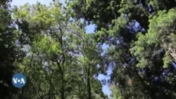 አናቤ" ያልተነበበው የተፈጥሮ ገጽ