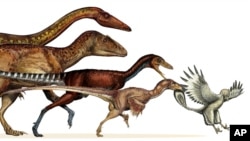 This undated artist rendering provided by the journal Science shows the dinosaur lineage which evolved into birds shrank in body size continuously for 50 million years.